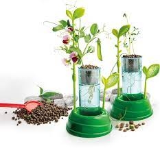 PLANTKUNDE EN HYDROCULTUUR CLEMENTONI (66860) ()